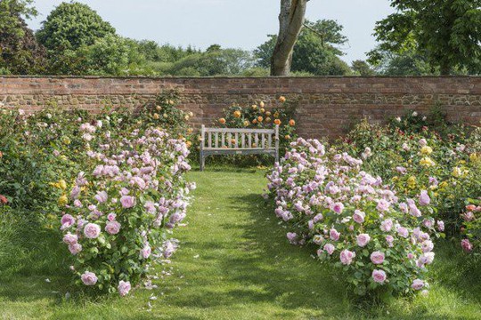 Mê mẩn vườn hồng hơn 1.000 gốc của cụ ông 91 tuổi - Ảnh 6.