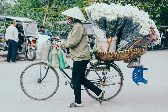 Có một mùa cúc họa mi đẹp ngỡ ngàng theo về trên phố - Ảnh 6.