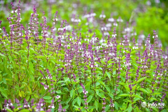 Thực hư cánh đồng hoa Lavender ở ngoại ô Hà Nội - Ảnh 6.