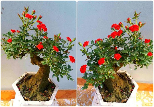  Mua hồng bonsai sang chảnh về chưng Tết - Ảnh 6.