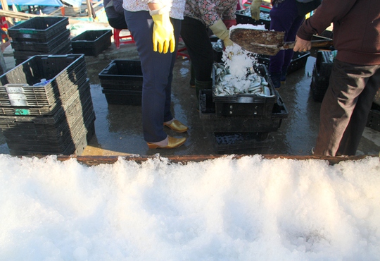 Ngư dân Hà Tĩnh thỏa sức bắt cá trích - Ảnh 7.