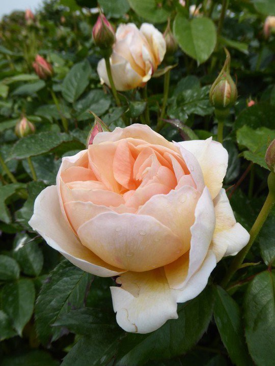 Mê mẩn vườn hồng hơn 1.000 gốc của cụ ông 91 tuổi - Ảnh 7.