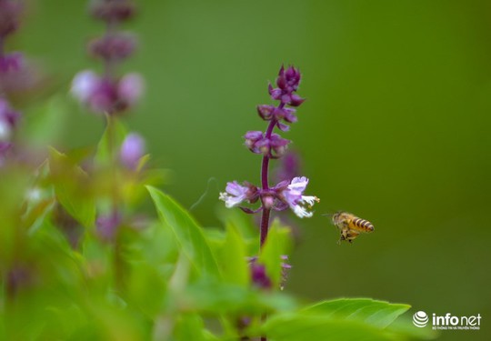 Thực hư cánh đồng hoa Lavender ở ngoại ô Hà Nội - Ảnh 7.