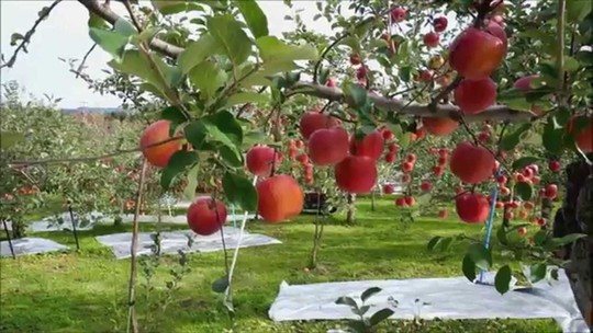 Đột nhập vườn táo Aomori Nhật Bản đã có bán ở Việt Nam - Ảnh 7.