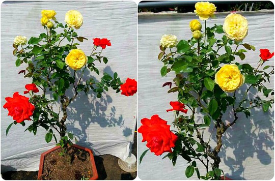  Mua hồng bonsai sang chảnh về chưng Tết - Ảnh 7.