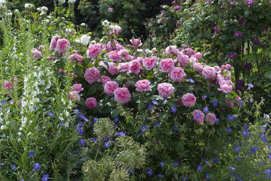 Mê mẩn vườn hồng hơn 1.000 gốc của cụ ông 91 tuổi - Ảnh 8.