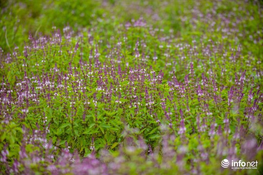 Thực hư cánh đồng hoa Lavender ở ngoại ô Hà Nội - Ảnh 8.