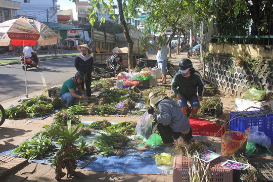 Săn vô tội vạ, lan rừng quý có nguy cơ cạn kiệt - Ảnh 3.