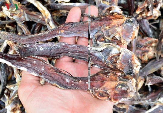 Câu cá thòi lòi ở rừng ngập mặn Cà Mau - Ảnh 9. Câu cá thòi lòi ở rừng ngập mặn Cà Mau - Ảnh 9.