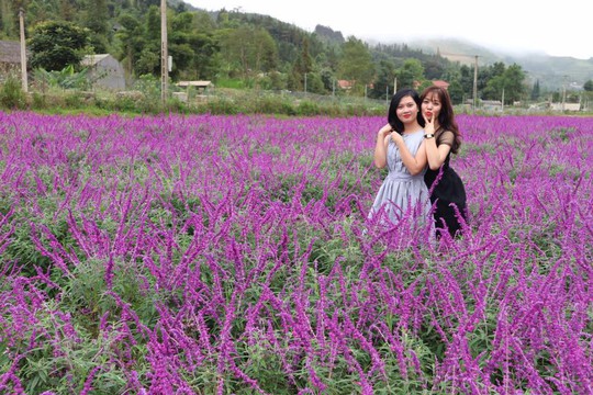 Ngẩn ngơ với thung lũng hoa ở cao nguyên Lào Cai - Ảnh 3.