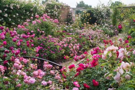 Mê mẩn vườn hồng hơn 1.000 gốc của cụ ông 91 tuổi - Ảnh 9.