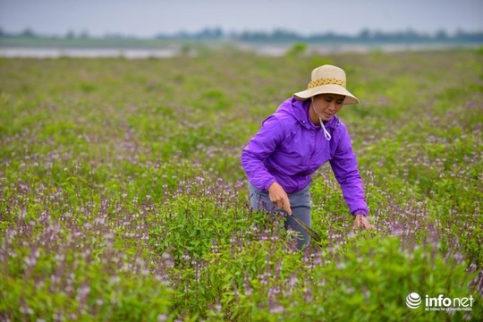 Thực hư cánh đồng hoa Lavender ở ngoại ô Hà Nội - Ảnh 10.
