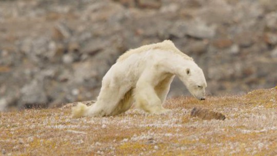 Gấu Bắc Cực đói trơ xương - Ảnh 1.