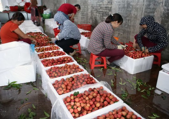 Nhiều trái cây Việt “vô hình” ở nước ngoài - Ảnh 1. Nhiều trái cây Việt “vô hình” ở nước ngoài - Ảnh 1.