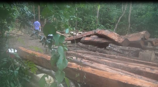 Cận cảnh công trường khai thác gỗ lậu khủng ở Đắk Lắk - Ảnh 8.