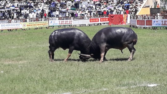 Khán giả, bảo vệ la hét, bỏ chạy trong hội chọi trâu Đồ Sơn - Ảnh 3.