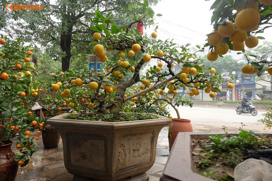 Bonsai chanh Úc vàng ươm lần đầu xuất hiện ở Hà Nội - Ảnh 2.