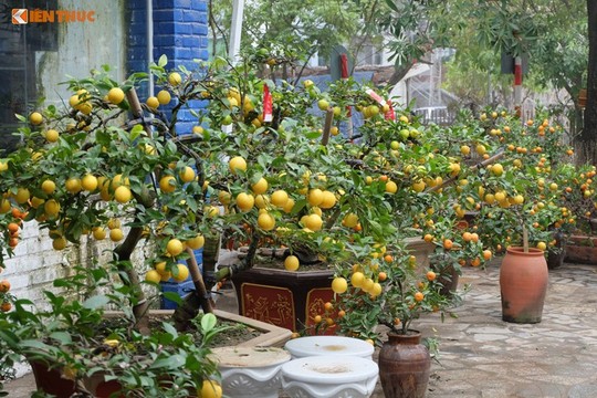 Bonsai chanh Úc vàng ươm lần đầu xuất hiện ở Hà Nội - Ảnh 11.