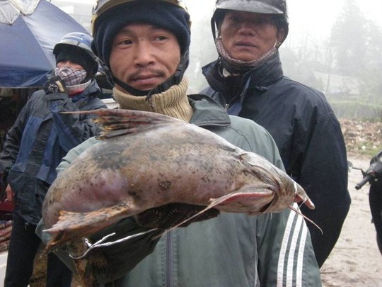 Hai loài cá sông suối cực ngon của vùng núi Lào Cai - Ảnh 2.