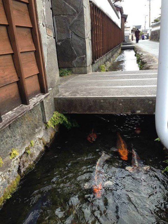 Du khách ngạc nhiên khi thấy cá koi sống dưới rãnh nước ở ngôi làng Nhật Bản - Ảnh 2.