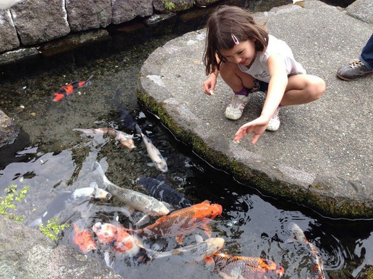 Du khách ngạc nhiên khi thấy cá koi sống dưới rãnh nước ở ngôi làng Nhật Bản - Ảnh 3.