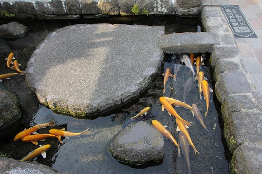 Du khách ngạc nhiên khi thấy cá koi sống dưới rãnh nước ở ngôi làng Nhật Bản - Ảnh 4.