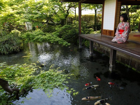 Du khách ngạc nhiên khi thấy cá koi sống dưới rãnh nước ở ngôi làng Nhật Bản - Ảnh 6.
