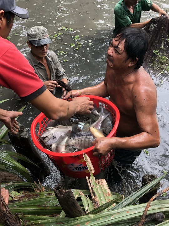 Về Đa Phước, xem người dân thu hoạch cá bên khu liên hợp - Ảnh 2.