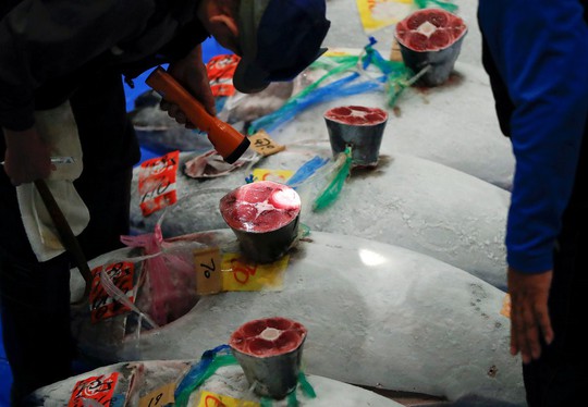 Vì sao chợ cá lớn nhất thế giới ở Nhật gây tranh cãi khi dời địa điểm? - Ảnh 4.