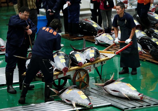 Vì sao chợ cá lớn nhất thế giới ở Nhật gây tranh cãi khi dời địa điểm? - Ảnh 9.