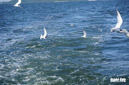 Hải âu săn mồi trên biển Kiên Giang - Ảnh 13.