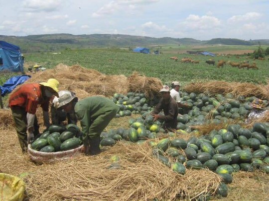 Nỗi lo Trung Quốc và lá đơn cầu cứu: Rơi nước mắt đến bao giờ - Ảnh 2.