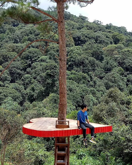 Dân du lịch háo hức “check-in” cây thông độc đáo ở Đà Lạt - Ảnh 8.