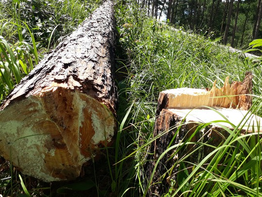 Phó Thủ tướng chỉ đạo điều tra làm rõ vụ phá rừng ở Lâm Đồng - Ảnh 9.