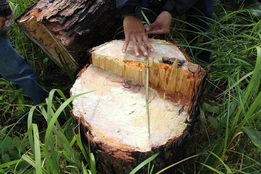 Phó Thủ tướng chỉ đạo điều tra làm rõ vụ phá rừng ở Lâm Đồng - Ảnh 10.