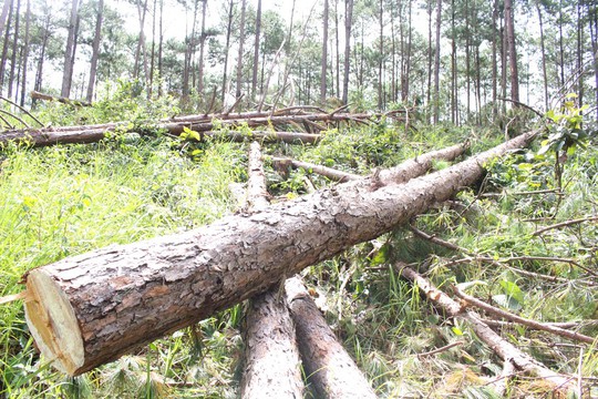 Phó Thủ tướng chỉ đạo điều tra làm rõ vụ phá rừng ở Lâm Đồng - Ảnh 12.