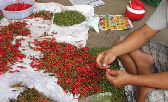 Malaysia bất ngờ dừng nhập khẩu ớt từ Việt Nam - Ảnh 1.