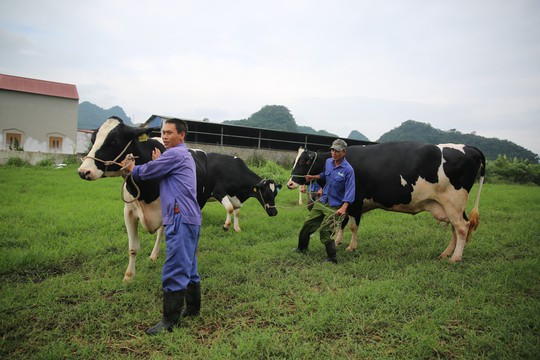 Luyện catwalk cho bò thi hoa hậu - Ảnh 2.