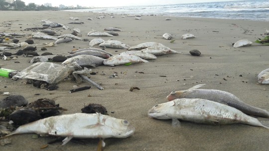 Biển Đà Nẵng không còn tình trạng cá chết tấp vào bờ - Ảnh 3.