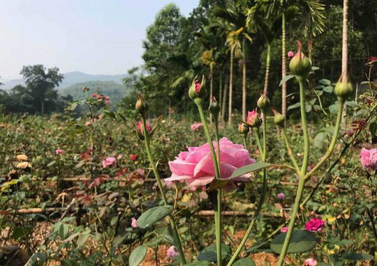 Trà hoa hồng nguyên bông 10 triệu đồng/kg, làm ra không đủ bán - Ảnh 1.