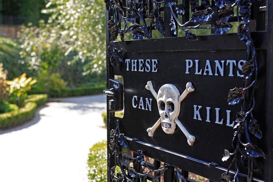 Khám phá khu vườn trồng hơn 100 loài cây độc chết người - Ảnh 3.