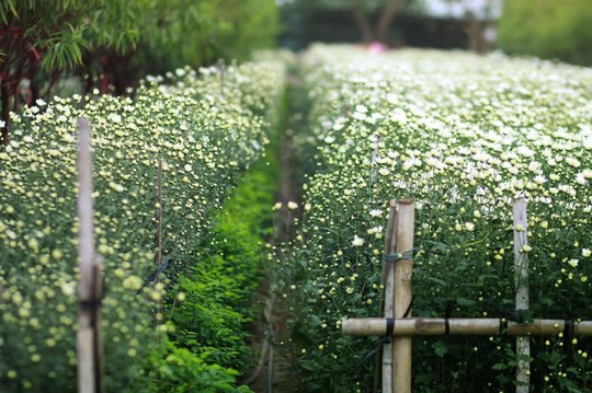 Xuyến xao mùa cúc họa mi đón đông về giữa lòng Hà Nội - Ảnh 12.