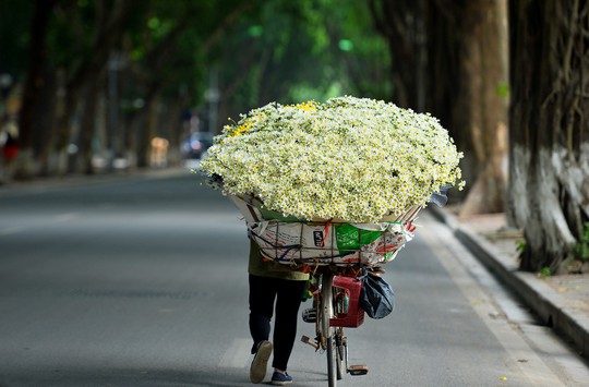 Xuyến xao mùa cúc họa mi đón đông về giữa lòng Hà Nội - Ảnh 34.