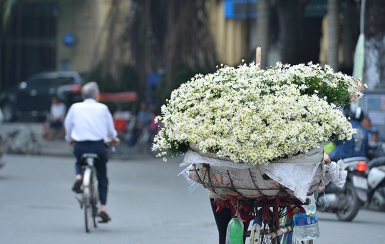 Xuyến xao mùa cúc họa mi đón đông về giữa lòng Hà Nội - Ảnh 36.