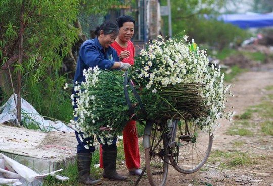 Xuyến xao mùa cúc họa mi đón đông về giữa lòng Hà Nội - Ảnh 49.