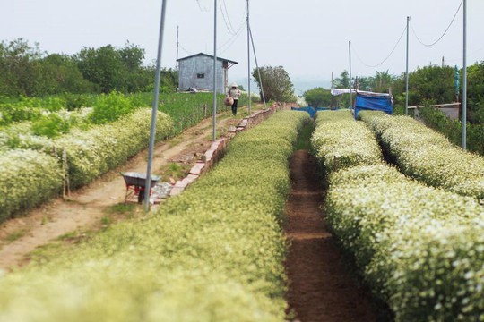 Xuyến xao mùa cúc họa mi đón đông về giữa lòng Hà Nội - Ảnh 50.