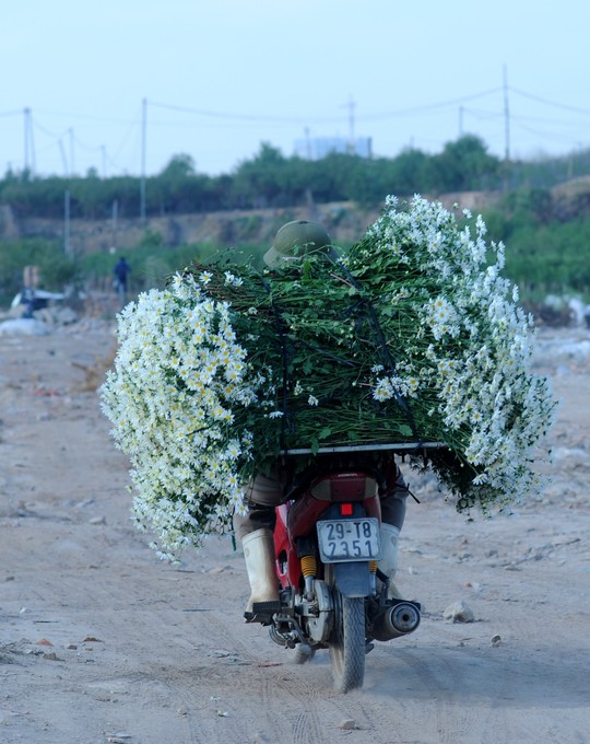 Xuyến xao mùa cúc họa mi đón đông về giữa lòng Hà Nội - Ảnh 56.