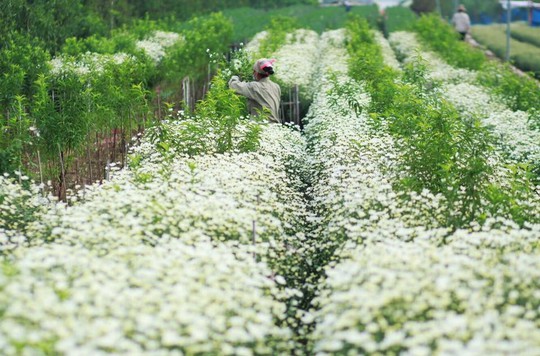 Xuyến xao mùa cúc họa mi đón đông về giữa lòng Hà Nội - Ảnh 58.