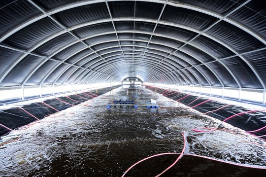 Nông dân làm giàu từ mô hình nuôi tôm Combine - Ảnh 1.