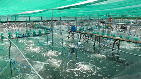 Nông dân làm giàu từ mô hình nuôi tôm Combine - Ảnh 3.